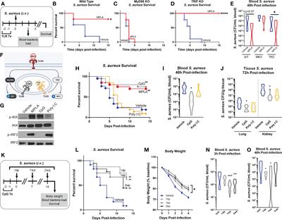 MyD88-dependent signaling drives toll-like receptor-induced trained immunity in macrophages